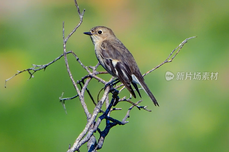 女火焰罗宾(Petroica phoenicea)